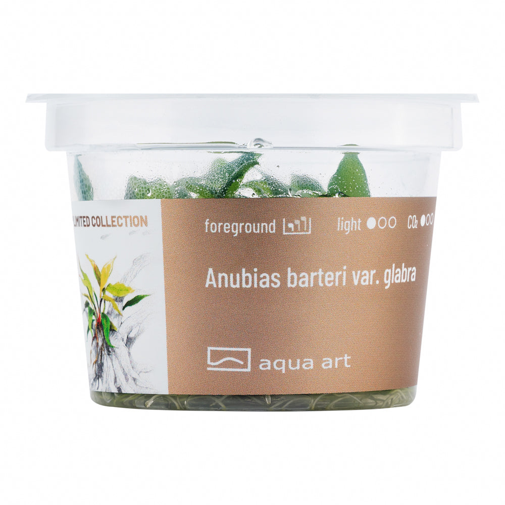 Anubias barteri angustifolia (schmalblättriges Speerblatt) (Neuer Name: var.glabra)