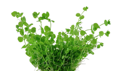 Micranthemum umbrosum (Rundblättriges Perlenkraut)