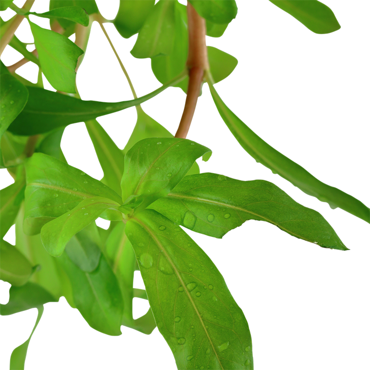 Ammania Crassicaulis