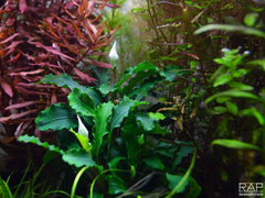 Bucephalandra pygmaea "Bukit Kelam"