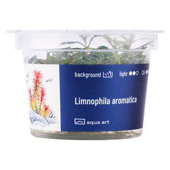 Limnophila aromatica ( Aromatischer Sumpffreund)