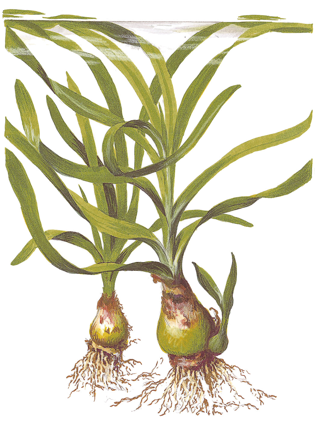 Crinum thaianum (Wasserlilie)
