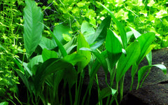 Anubias barteri angustifolia (schmalblättriges Speerblatt) (Neuer Name: var.glabra)