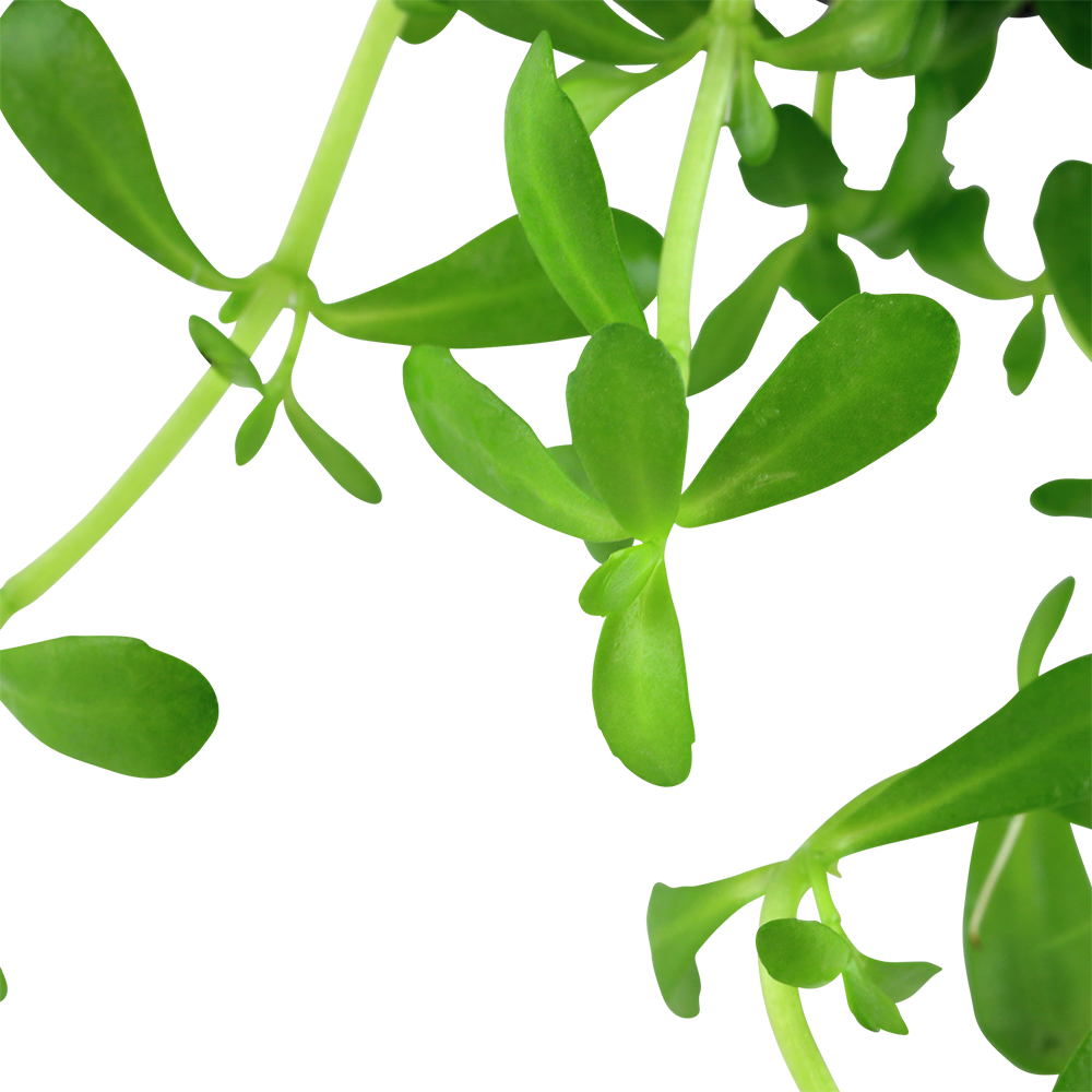 Bacopa monnieri compact (Kleines Fettblatt)