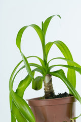 Crinum thaianum (Wasserlilie)