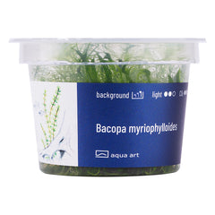Bacopa myriophylloides