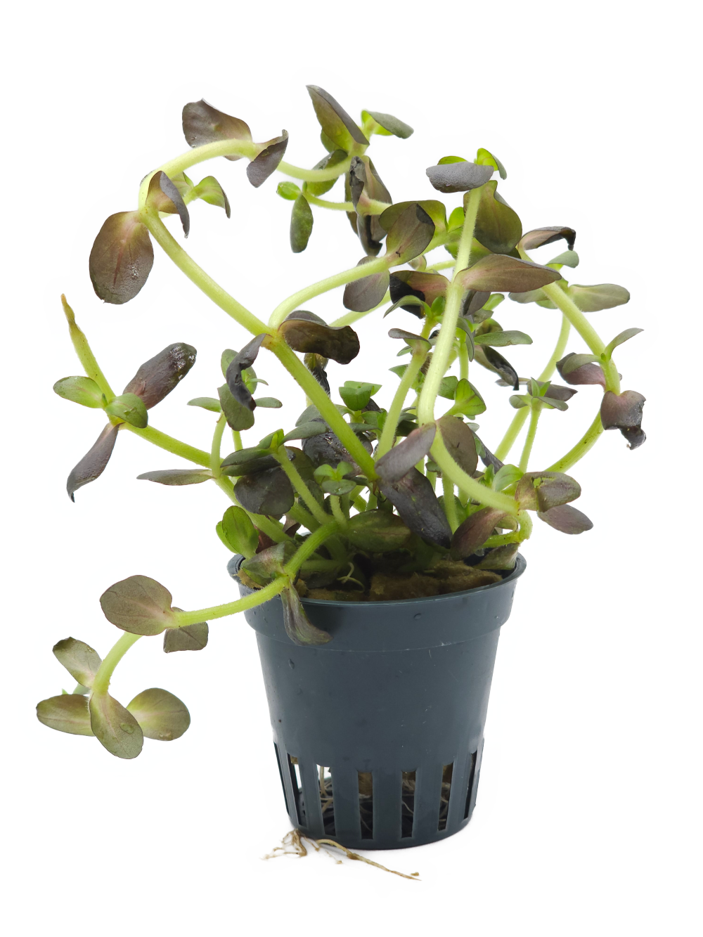 RARITÄT! Bacopa salzmannii "Purple" Violettes Fettblatt