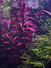 Ludwigia sp. mini super red  (kleine Tiefrote Ludwigia)