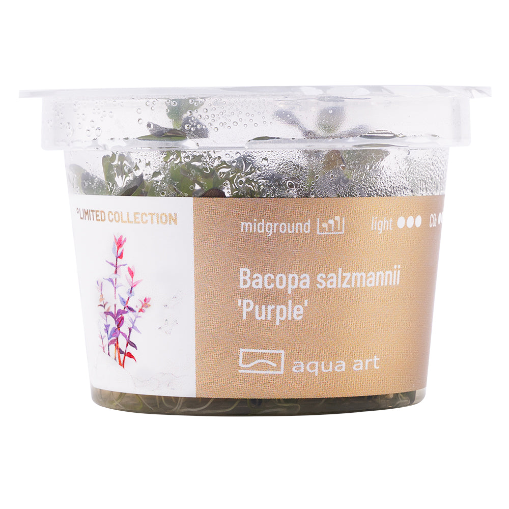 RARITÄT! Bacopa salzmannii "Purple" Violettes Fettblatt