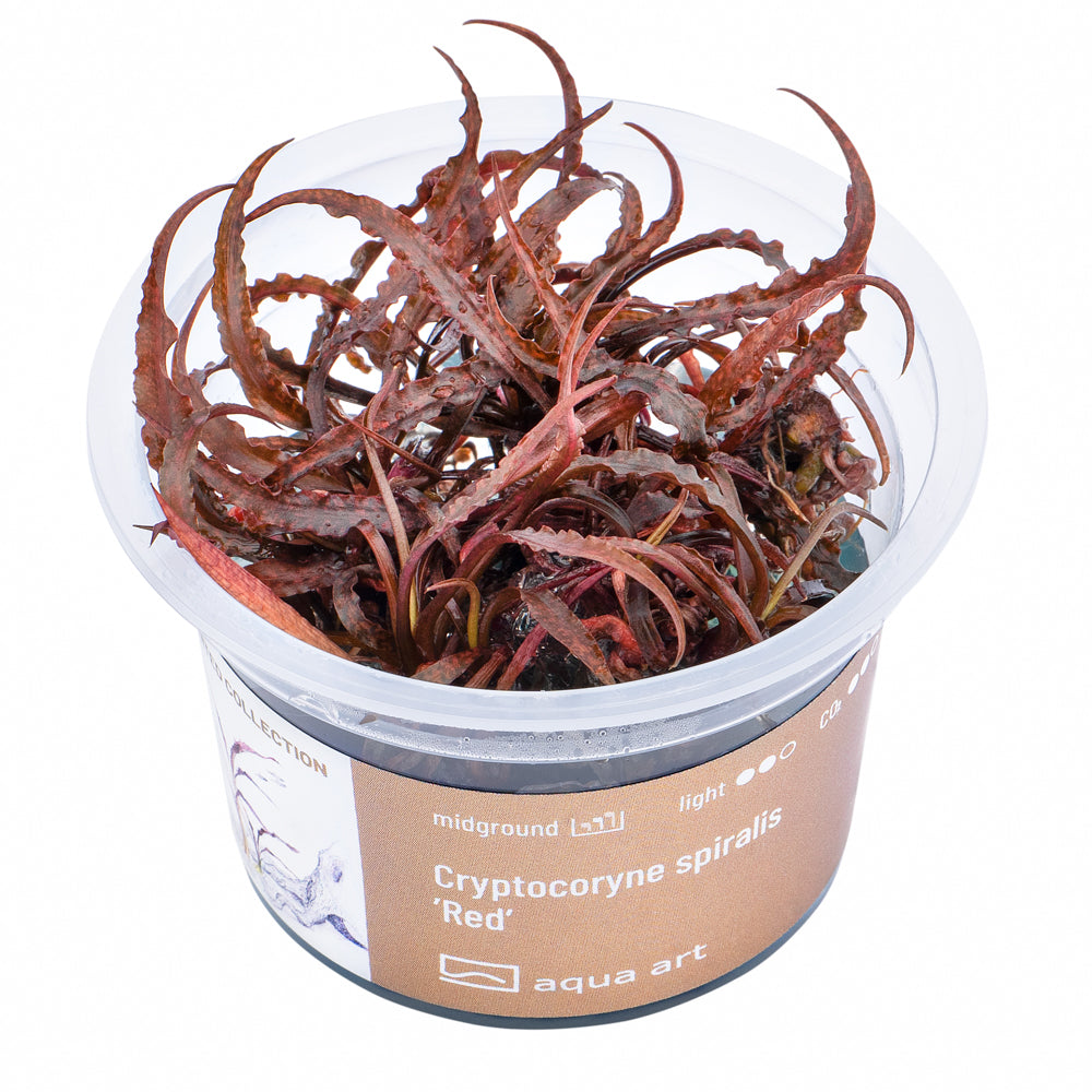 HIGHLIGHT! Cryptocoryne  spiralis "Red"/"pink panther"