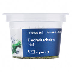 Eleocharis acicularis mini (Mini Nadelsimse)