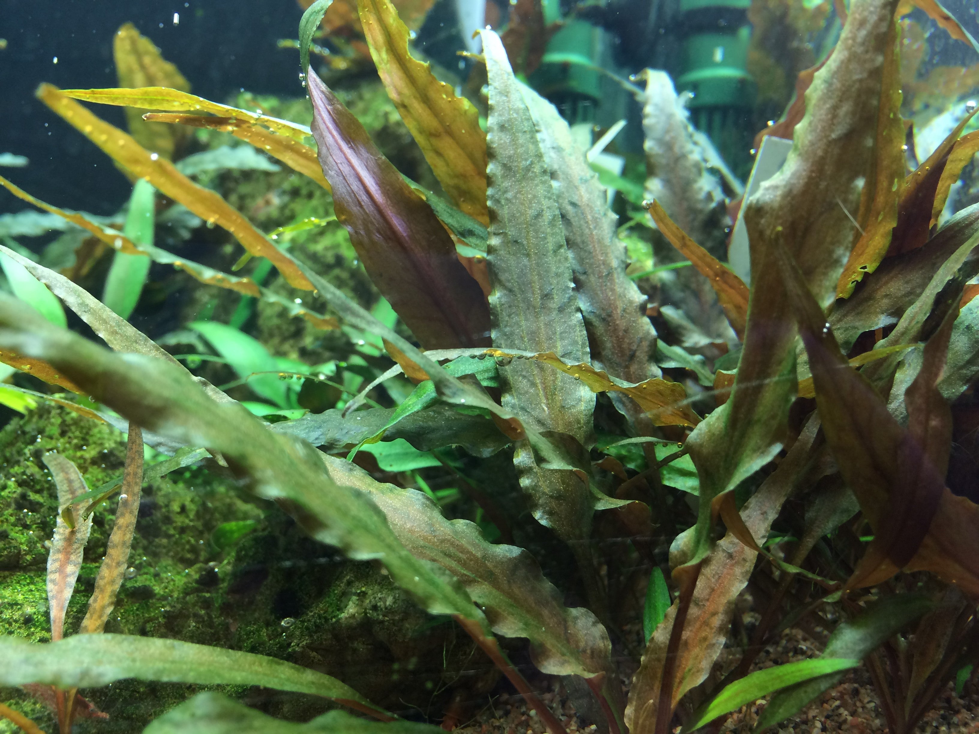 Cryptocoryne undulata "broad leaves"