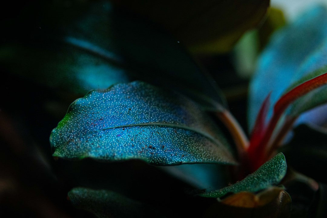 RARITÄT! Bucephalandra sordidula 'Blue'