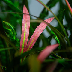 HIGHLIGHT! Cryptocoryne  spiralis "Red"/"pink panther"