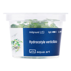 Hydrocotyle verticillata (Amerikanischer Wassernabel)