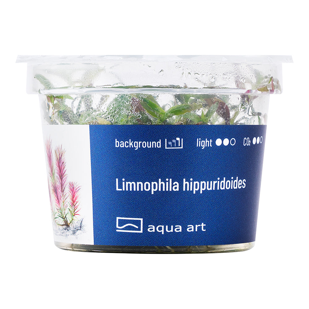 Limnophila hippuridoides (Tannenwedelähnlicher Sumpffreund)