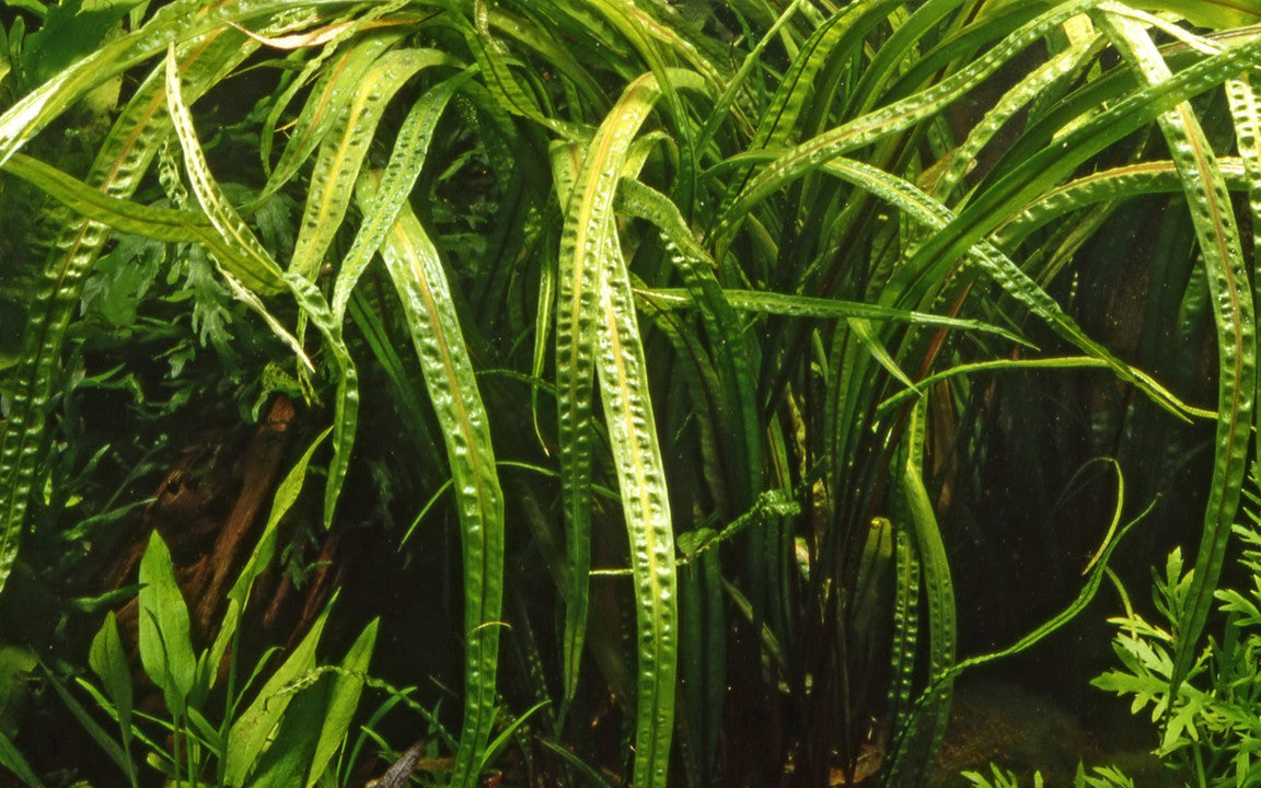 Cryptocoryne crispatula var. balansae (Genoppter Wasserkelch)