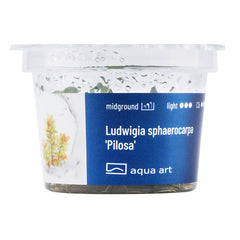 Ludwigia sphaerocarpa "Pilosa"