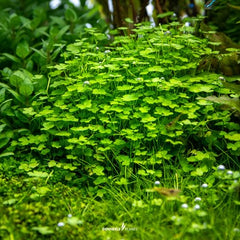 Hydrocotyle tripatita mini