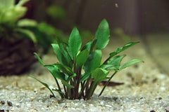 Cryptocoryne lutea "Hobbit"