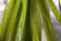 Vallisneria australis gigantea (Riesenvallisnerie)