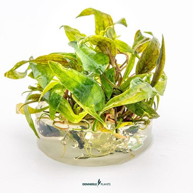 Cryptocoryne x purpurea