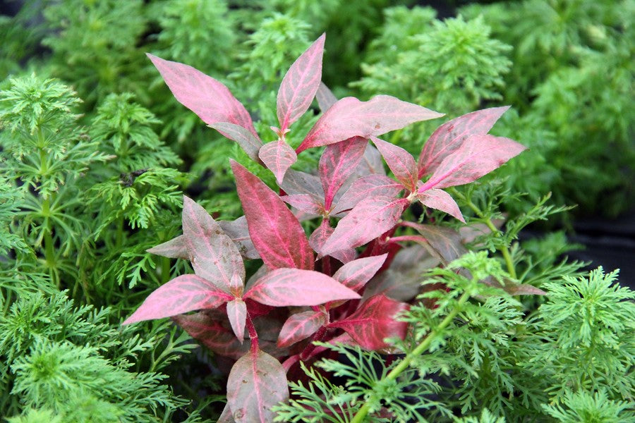 Alternanthera reineckii "Red Ruby" (Rubin-Papageienblatt)