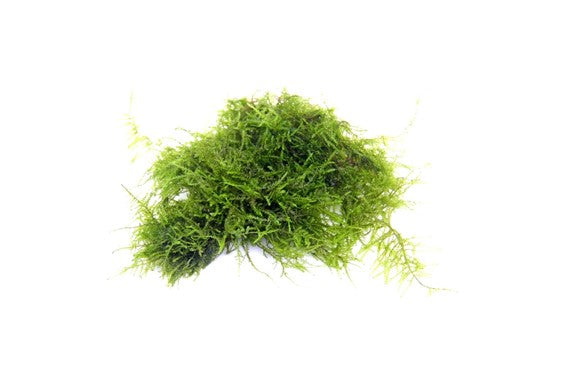 Vesicularia sp. triangle moss (Triangel Moos)