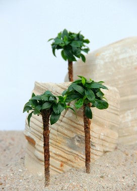 Anubias nana "bonsai" Palme