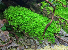 Micranthemum Monte Carlo (Monte Carlo Perlkraut)