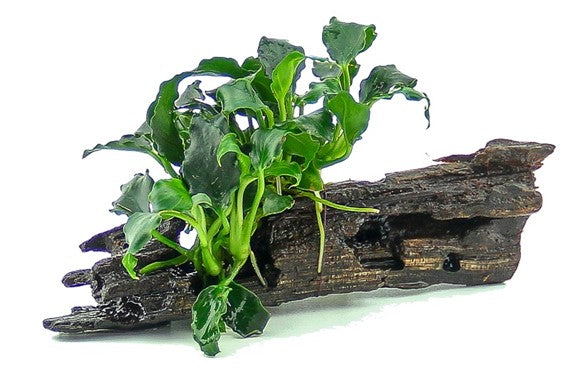 Anubias Kirin Mini  auf kleinem Holz (ca.8cm)