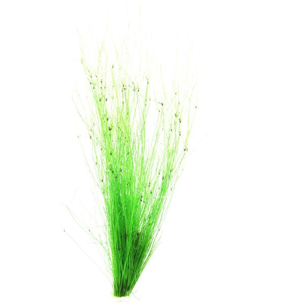 Eleocharis vivipara (Regenschirmsimse)