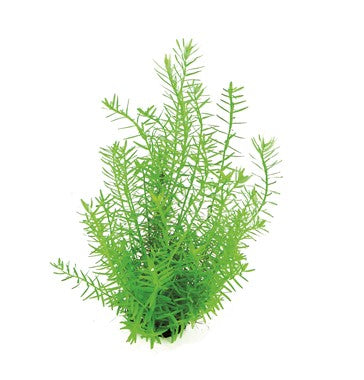 Rotala rotundifolia Green (Grüne Rotala)