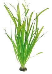 Vallisneria australis gigantea (Riesenvallisnerie)