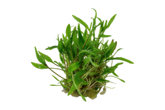 Cryptocoryne wendtii `"Green" (Grüner Wasserkelch)