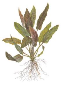 Cryptocoryne undulatus broad leaves (Gewellter Wasserkelch)
