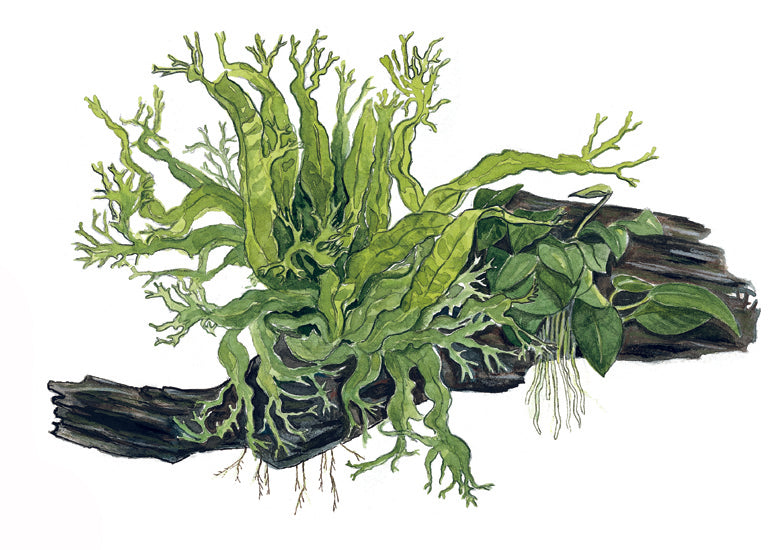 Große Mangrovenwurzel (ca.30cm) mit festgewachsener Anubias & Javafarn