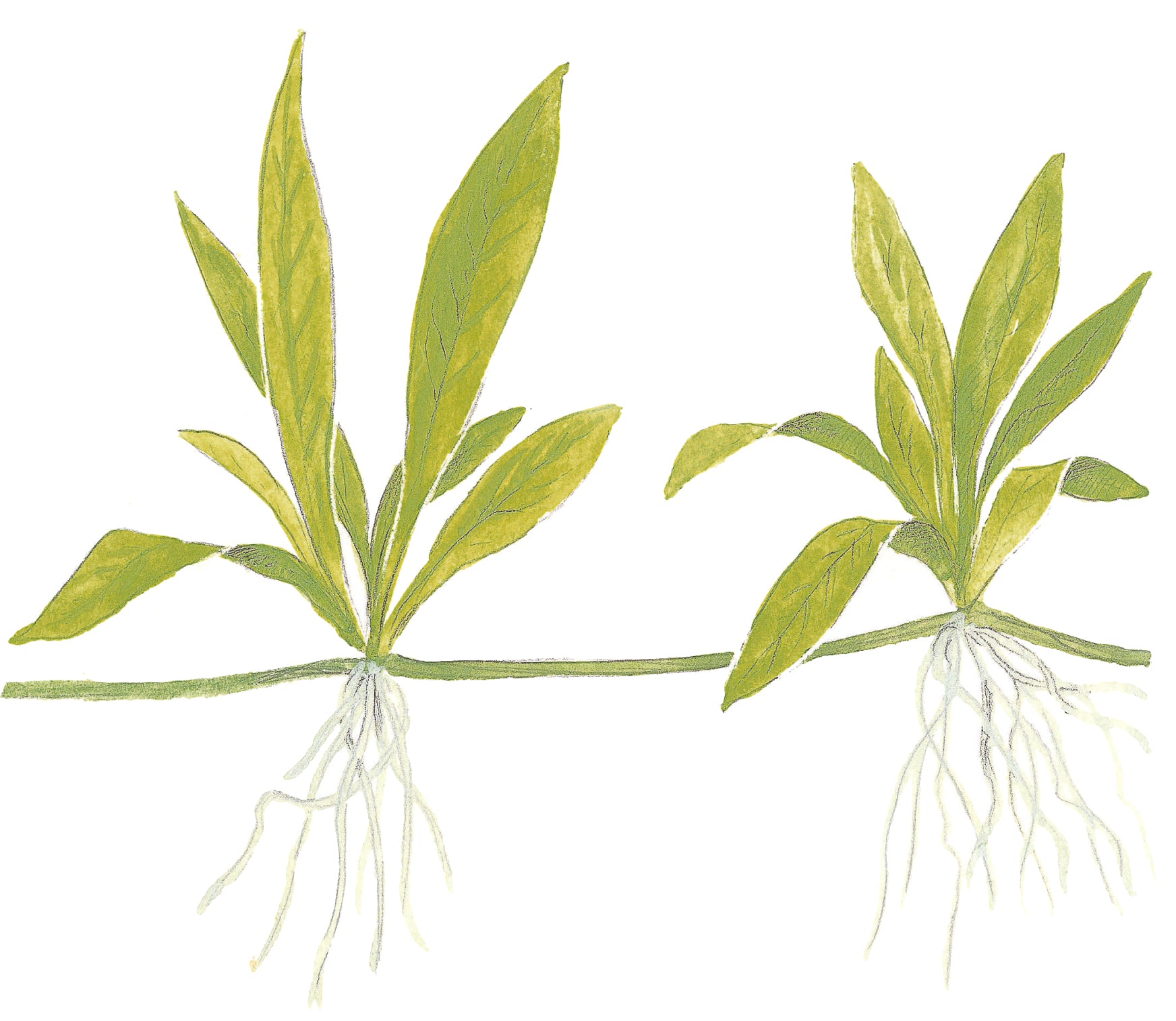 Helanthium quadricostatus (Kleine Schwertpflanze)