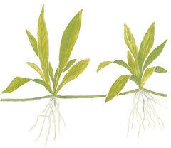 Helanthium quadricostatus (Kleine Schwertpflanze)