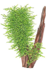 Taxiphyllum Spiky (Spiky Moos)