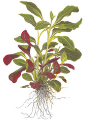 Lobelia cardinalis (Kardinals Lobelie)