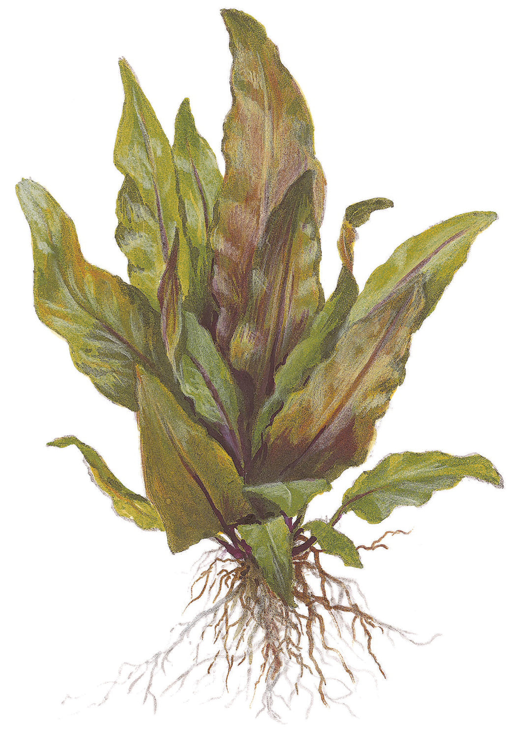 Cryptocoryne undulata "broad leaves"
