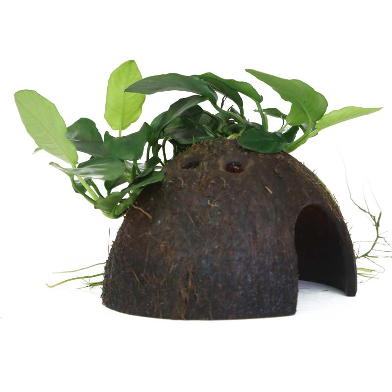 Anubias nana (kleines Speerblatt) auf Kokosnuss