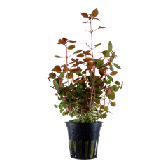 Ludwigia Palustris "super red" ( Tiefrote Ludwigia)