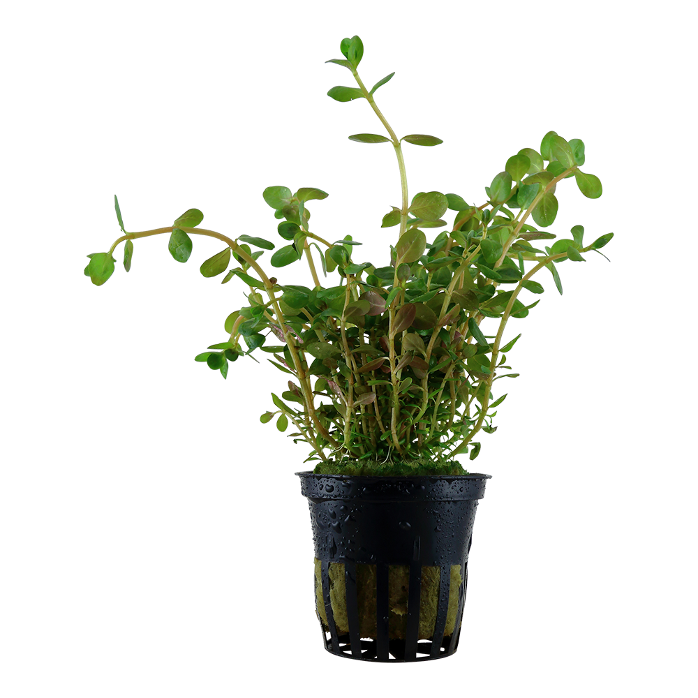 Rotala rotundifolia (Rundblättrige Rotala)