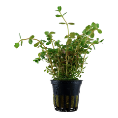 Rotala rotundifolia (Rundblättrige Rotala)