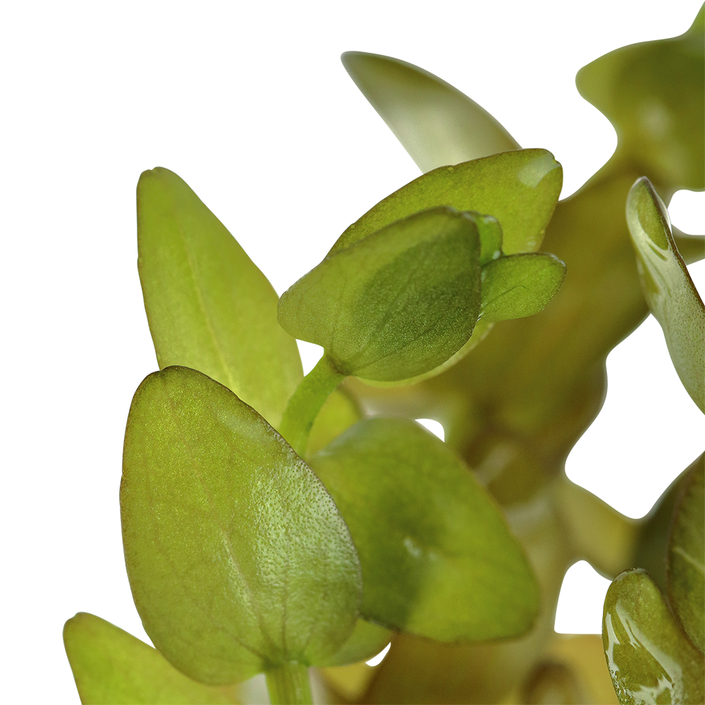 Bacopa caroliniana (Großes Fettblatt)