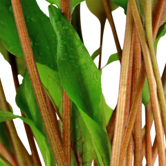 Cryptocoryne undulata "broad leaves"