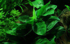 Anubias nana (kleines Speerblatt) auf Wurzel mit Saugnapf (10-15cm)