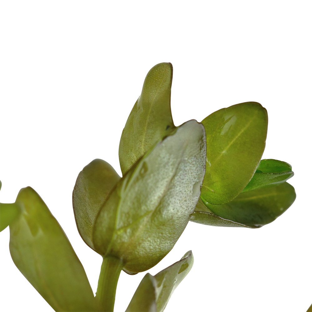 Bacopa caroliniana (Großes Fettblatt)